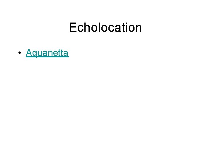 Echolocation • Aquanetta 