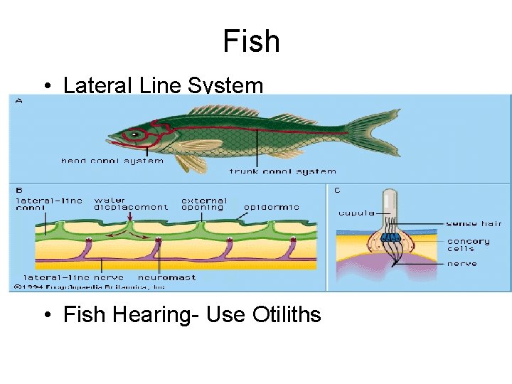 Fish • Lateral Line System • Fish Hearing- Use Otiliths 