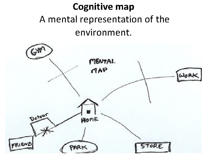 Cognitive map A mental representation of the environment. 