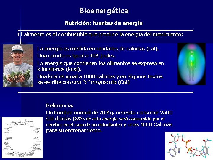 Bioenergética Nutrición: fuentes de energía El alimento es el combustible que produce la energía