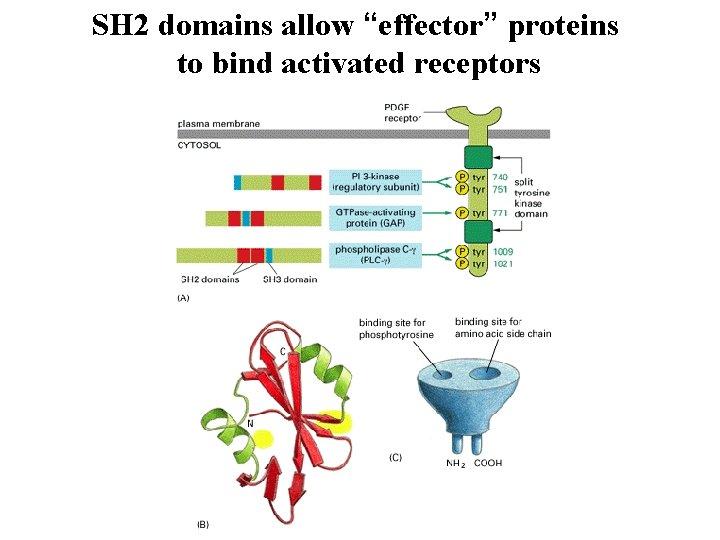 SH 2 domains allow “effector” proteins to bind activated receptors 