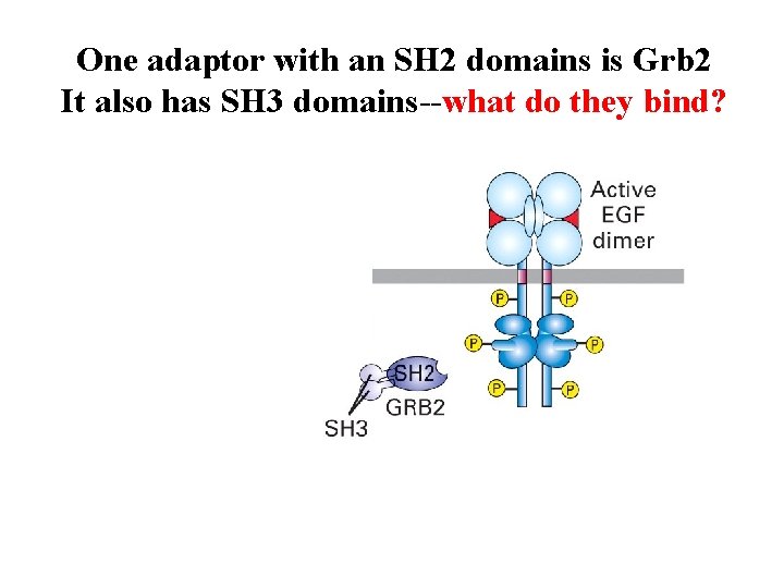 One adaptor with an SH 2 domains is Grb 2 It also has SH