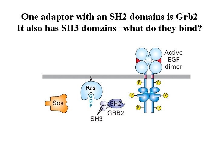 One adaptor with an SH 2 domains is Grb 2 It also has SH