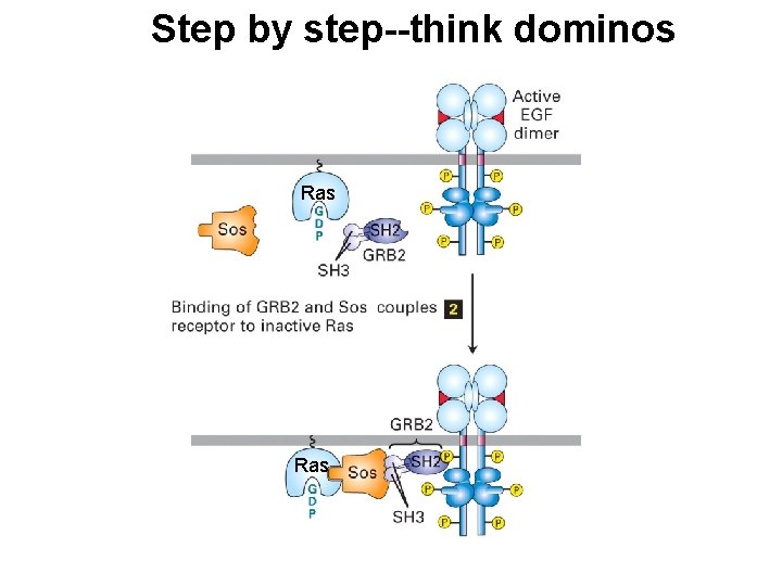Step by step--think dominos Ras 