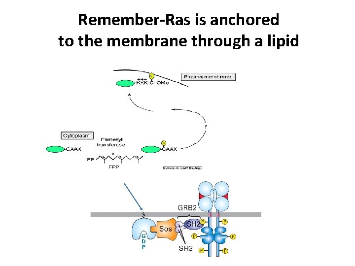 Remember-Ras is anchored to the membrane through a lipid 