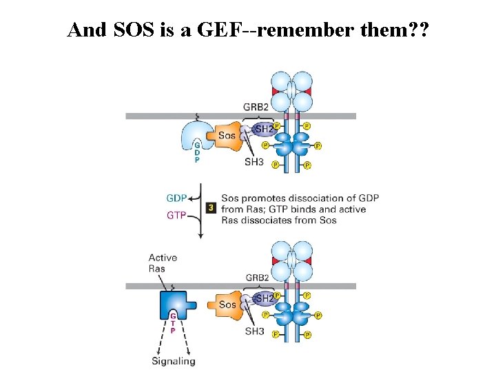 And SOS is a GEF--remember them? ? 