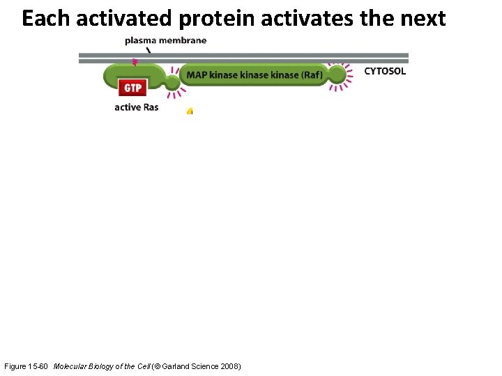 Each activated protein activates the next Figure 15 -60 Molecular Biology of the Cell