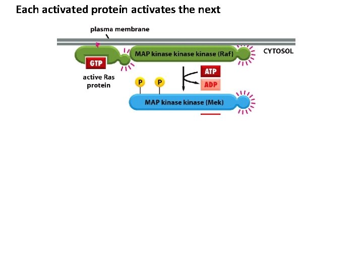 Each activated protein activates the next MAPK/ERK enters nucleus Figure 15 -60 Molecular Biology