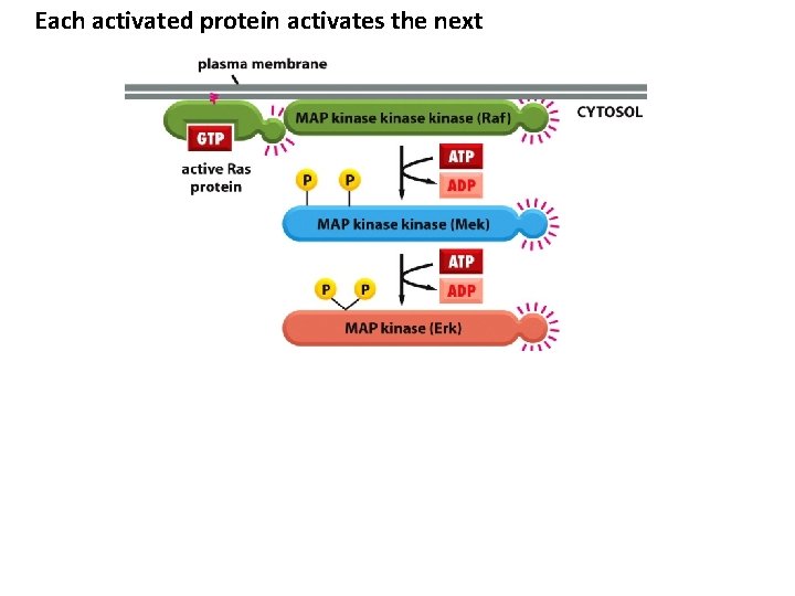 Each activated protein activates the next MAPK/ERK enters nucleus Figure 15 -60 Molecular Biology
