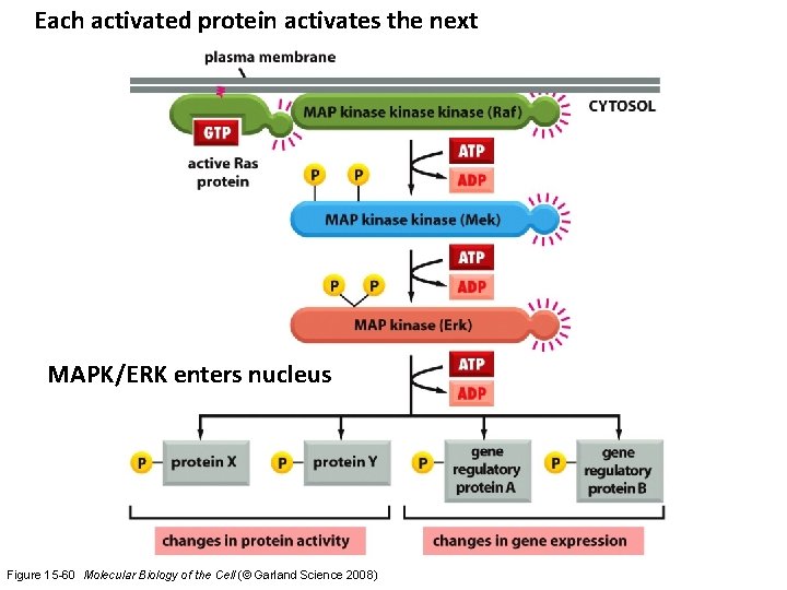 Each activated protein activates the next MAPK/ERK enters nucleus Figure 15 -60 Molecular Biology