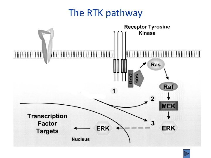 The RTK pathway 