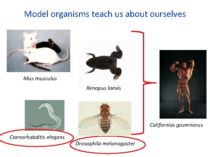 Model organisms teach us about ourselves Mus musculus Xenopus laevis Californias governorus Caenorhabditis elegans
