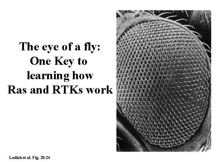 The eye of a fly: One Key to learning how Ras and RTKs work