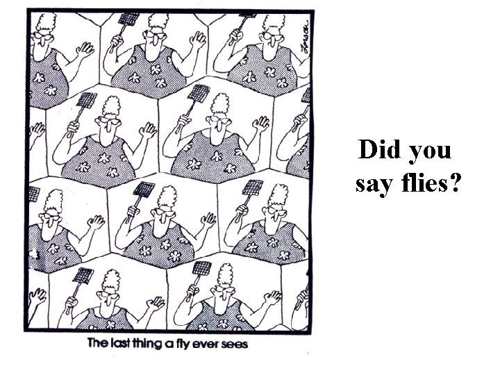 Did you say flies? 