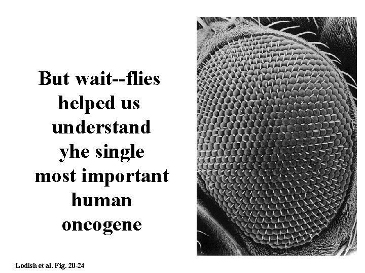 But wait--flies helped us understand yhe single most important human oncogene Lodish et al.