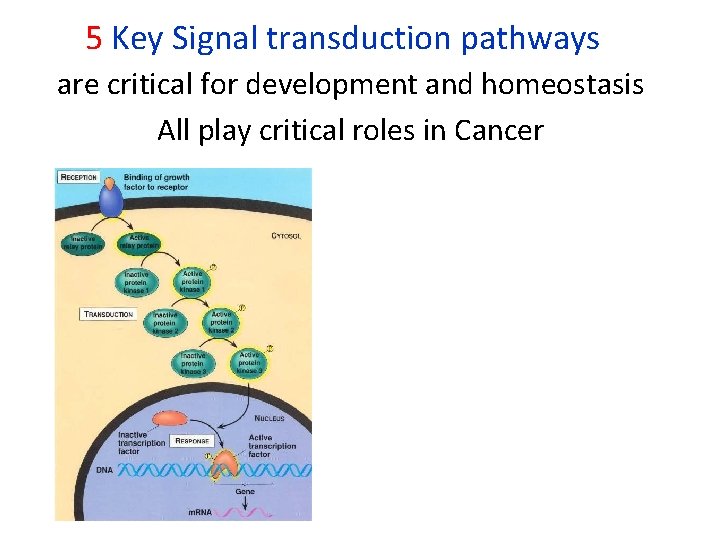 5 Key Signal transduction pathways are critical for development and homeostasis All play critical