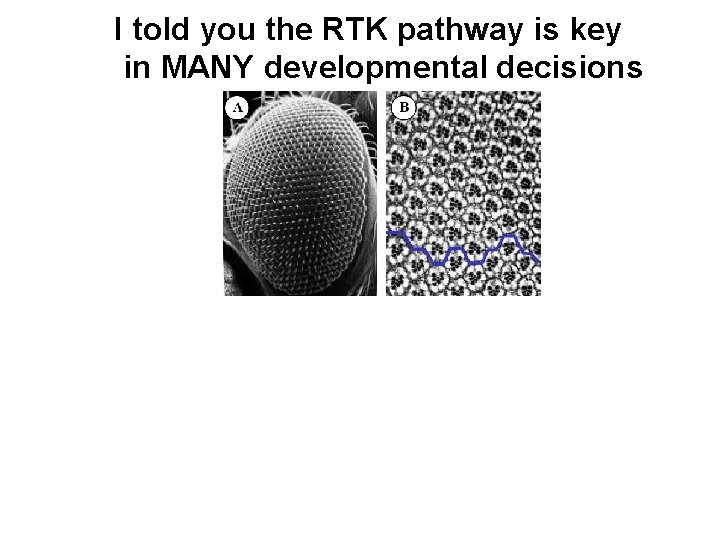 I told you the RTK pathway is key in MANY developmental decisions 