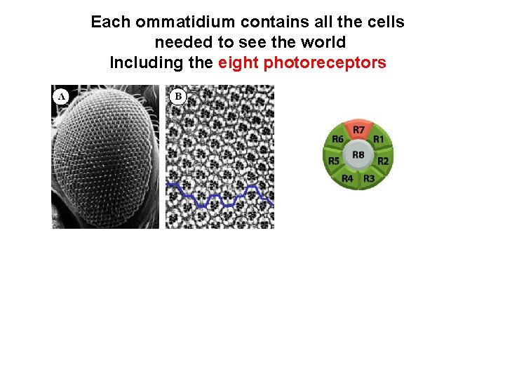 Each ommatidium contains all the cells needed to see the world Including the eight