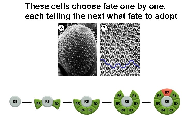 These cells choose fate one by one, each telling the next what fate to