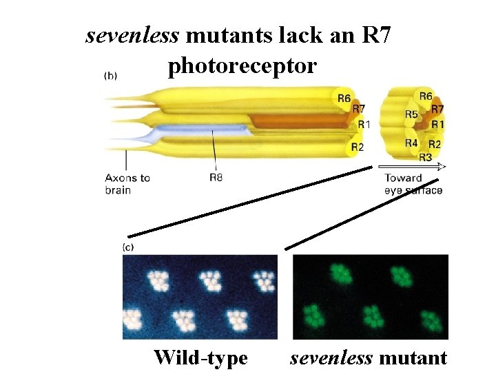 sevenless mutants lack an R 7 photoreceptor Wild-type sevenless mutant 