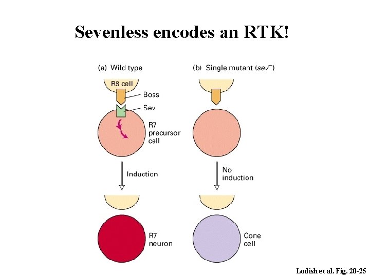 Sevenless encodes an RTK! Lodish et al. Fig. 20 -25 