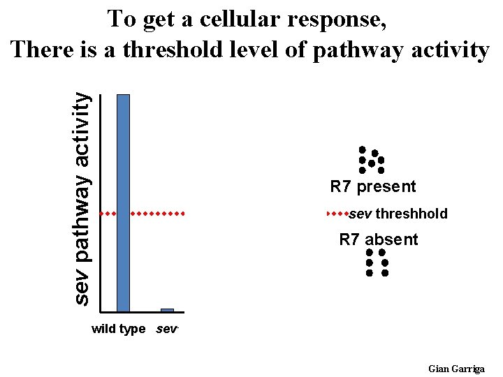 sev pathway activity To get a cellular response, There is a threshold level of