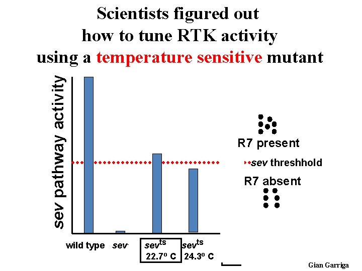 sev pathway activity Scientists figured out how to tune RTK activity using a temperature