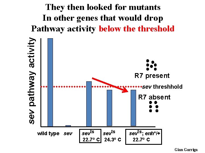sev pathway activity They then looked for mutants In other genes that would drop