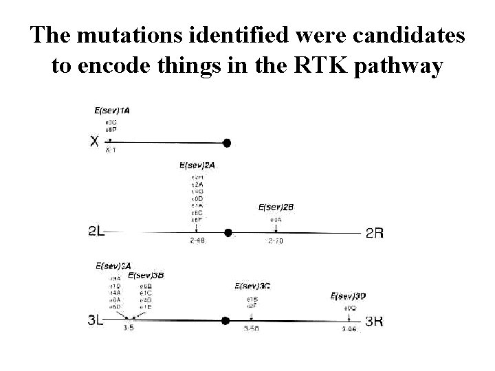 The mutations identified were candidates to encode things in the RTK pathway 
