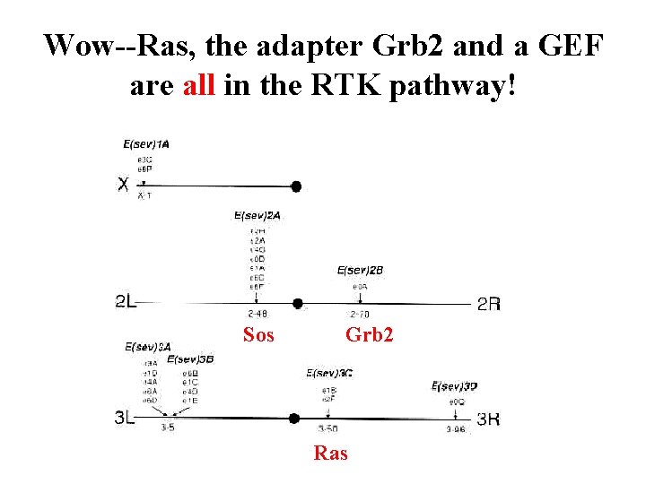 Wow--Ras, the adapter Grb 2 and a GEF are all in the RTK pathway!