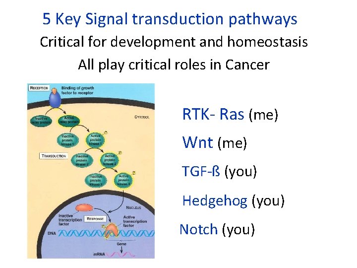 5 Key Signal transduction pathways Critical for development and homeostasis All play critical roles