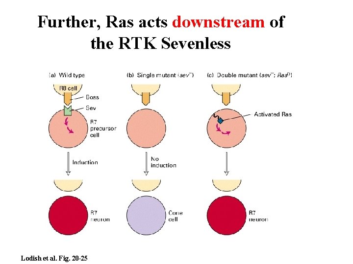 Further, Ras acts downstream of the RTK Sevenless Lodish et al. Fig. 20 -25