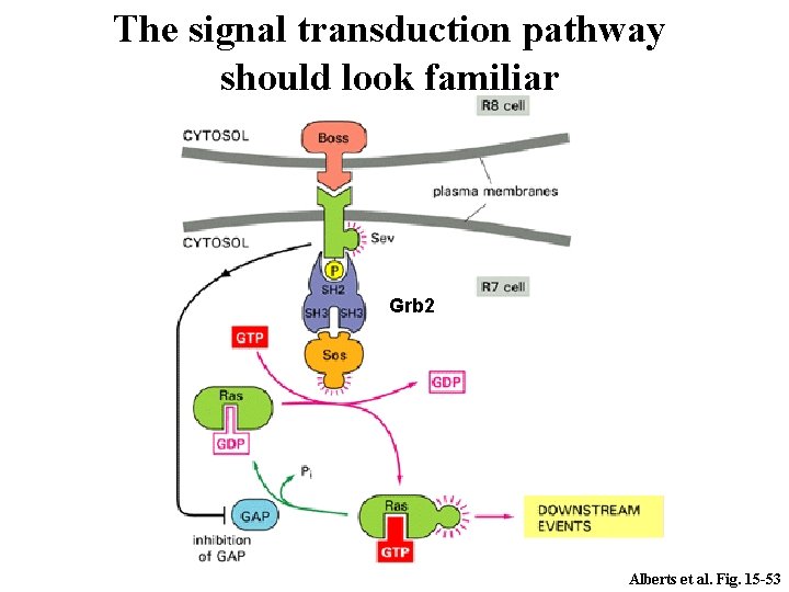 The signal transduction pathway should look familiar Grb 2 Alberts et al. Fig. 15