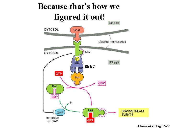 Because that’s how we figured it out! Grb 2 Alberts et al. Fig. 15