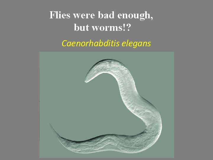 Flies were bad enough, but worms!? Caenorhabditis elegans 