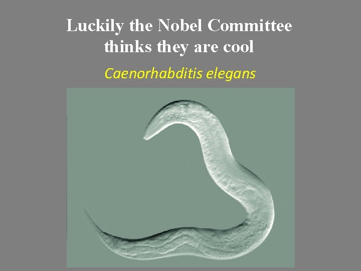 Luckily the Nobel Committee thinks they are cool Caenorhabditis elegans 