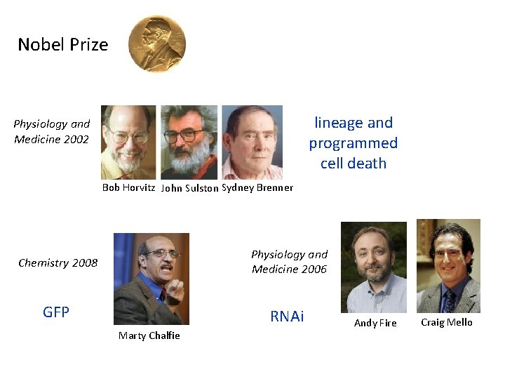 Nobel Prize lineage and programmed cell death Physiology and Medicine 2002 Bob Horvitz John