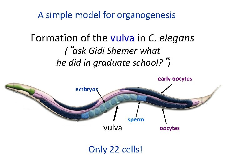 A simple model for organogenesis Formation of the vulva in C. elegans (“ask Gidi