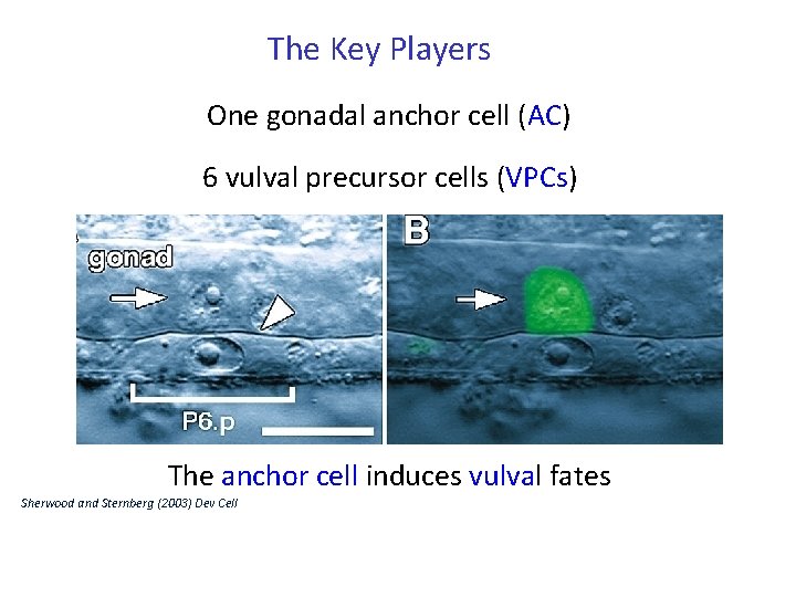 The Key Players One gonadal anchor cell (AC) 6 vulval precursor cells (VPCs) The