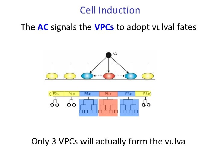 Cell Induction The AC signals the VPCs to adopt vulval fates Only 3 VPCs