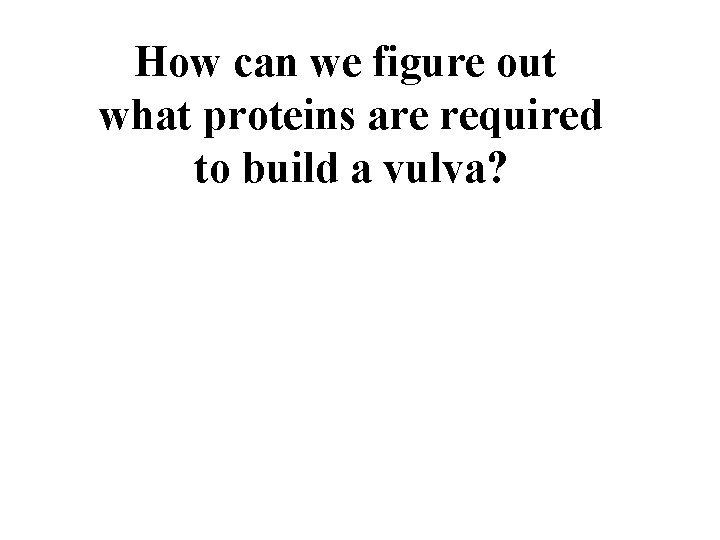 How can we figure out what proteins are required to build a vulva? 