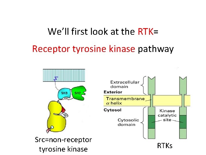 We’ll first look at the RTK= Receptor tyrosine kinase pathway Src=non-receptor tyrosine kinase RTKs