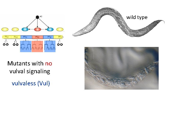 wild type No vulva induction Mutants with no vulval signaling vulvaless (Vul) 