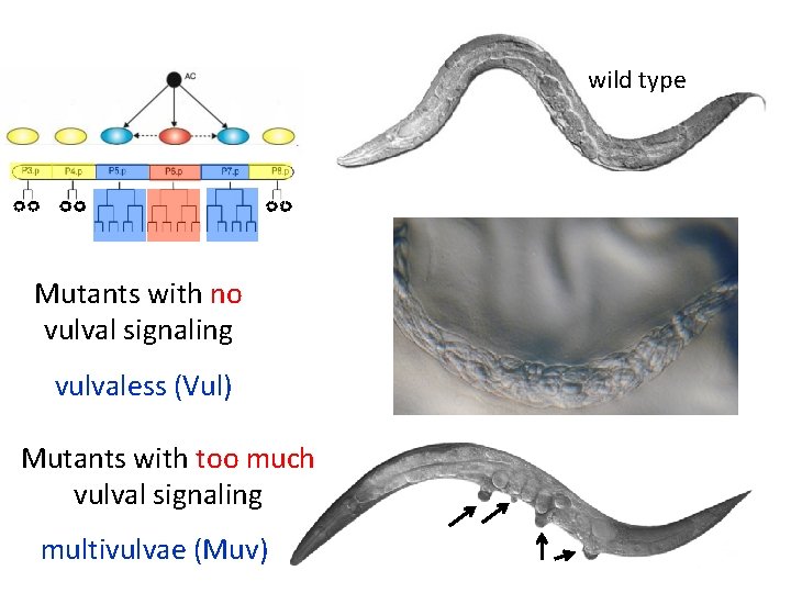 wild type No vulva induction Mutants with no vulval signaling vulvaless (Vul) Mutants with