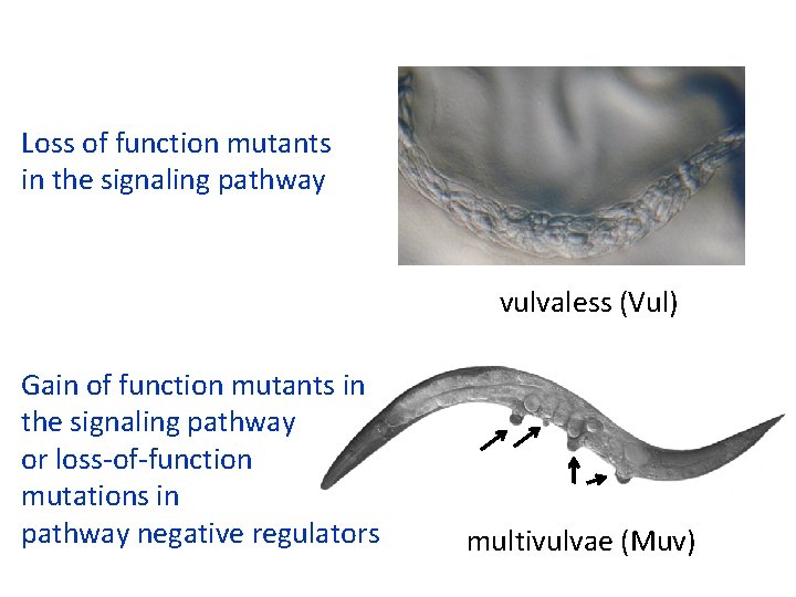 Loss of function mutants in the signaling pathway vulvaless (Vul) Gain of function mutants