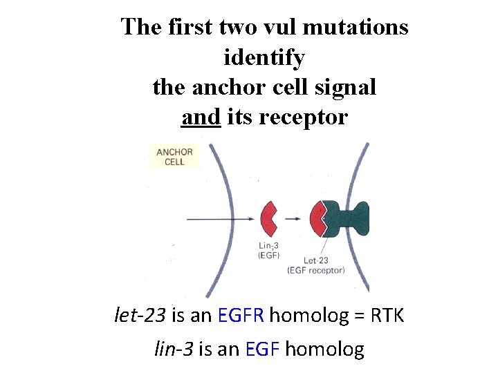 The first two vul mutations identify the anchor cell signal and its receptor let-23