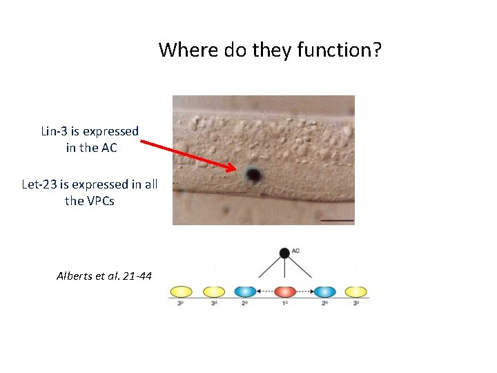Where do they function? Lin-3 is expressed in the AC Let-23 is expressed in