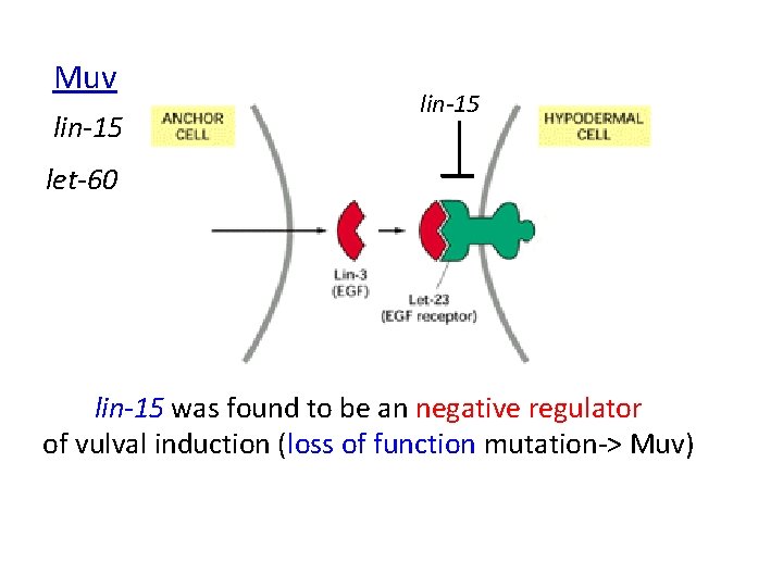 Muv lin-15 let-60 lin-15 was found to be an negative regulator of vulval induction