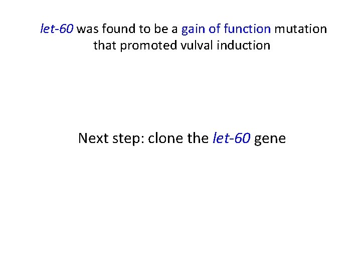 let-60 was found to be a gain of function mutation that promoted vulval induction