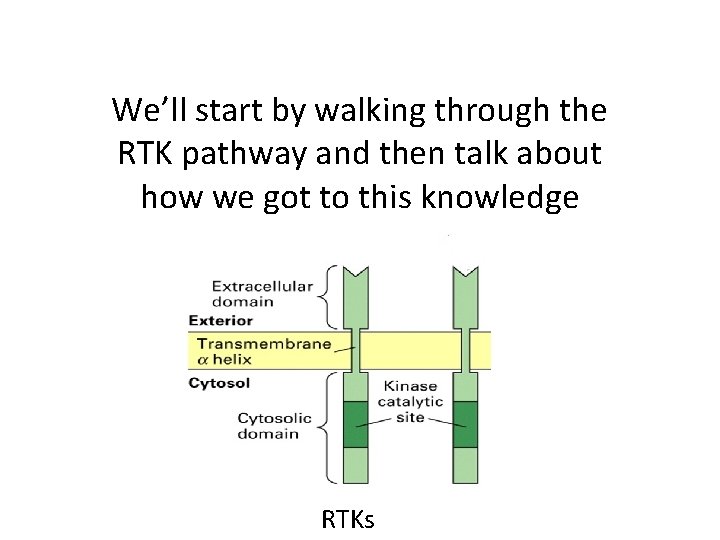 We’ll start by walking through the RTK pathway and then talk about how we